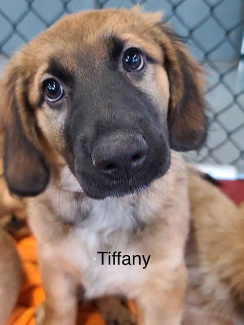 Tiffany