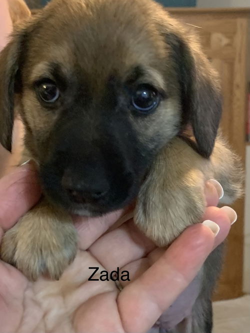 Zada