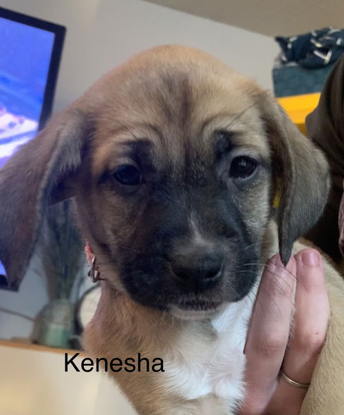 Kenesha