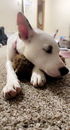 Baby Luna