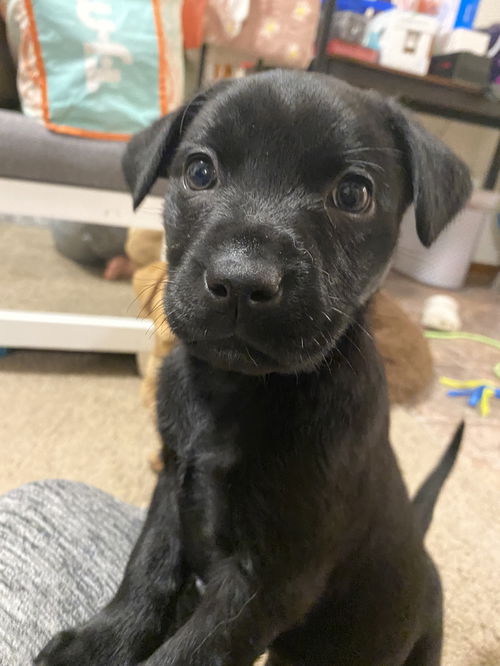 Koko