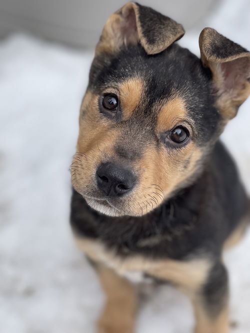 Rascal