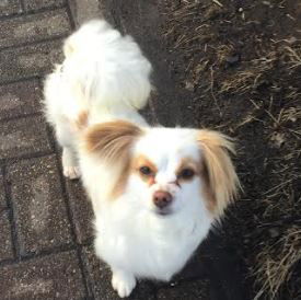 Gizmo
