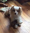 Gizmo