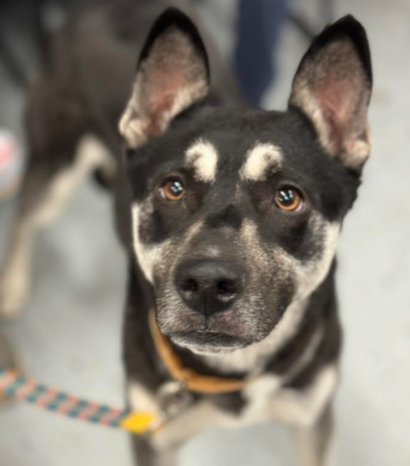 adoptable Dog in Minneapolis, MN named Meg