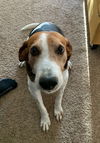 Roscoe