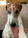Roscoe