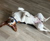 Roscoe