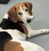 Roscoe