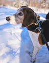 Roscoe