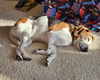 Roscoe