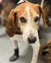 Roscoe