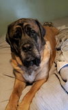 Otis