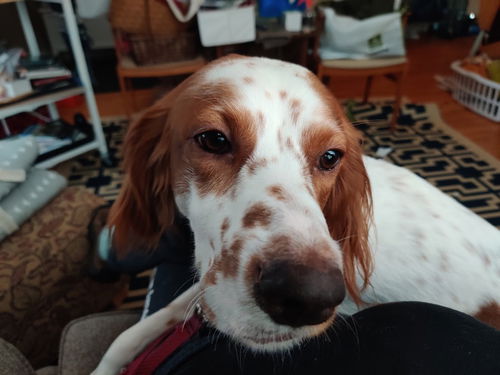 Owen