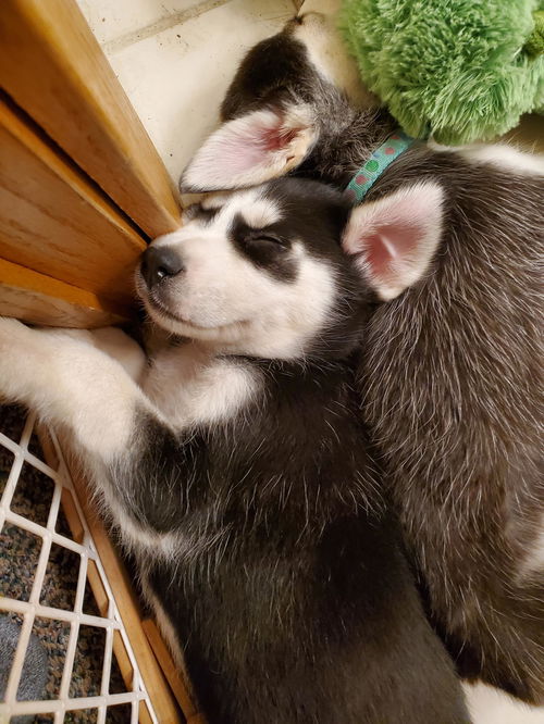 Wilbur