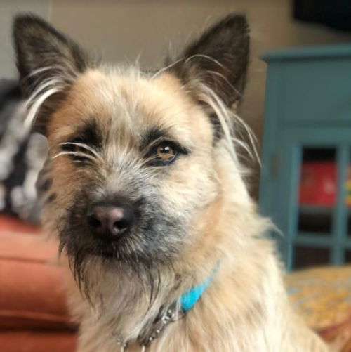 Gizmo
