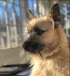Gizmo