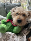 Bailey James