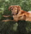 Ziva