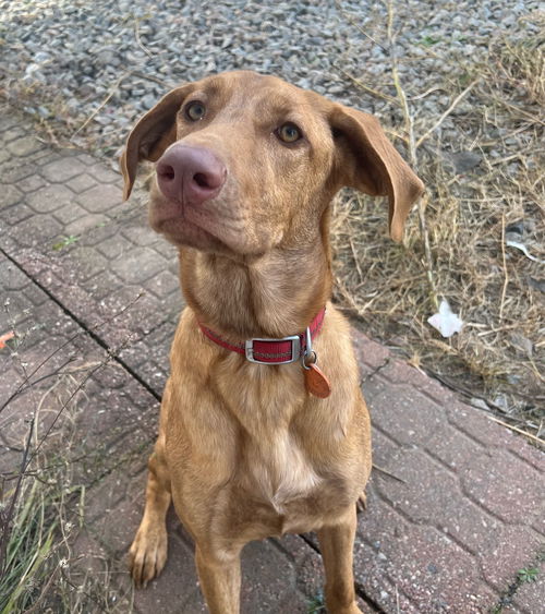 Ziva
