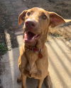 Ziva