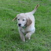 Lucy
