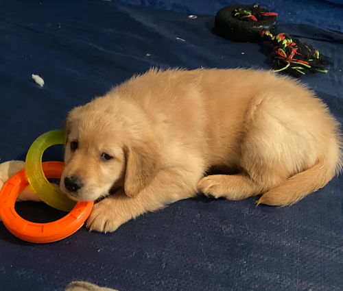 Zuko