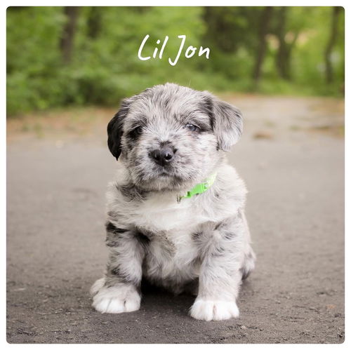 Lil John