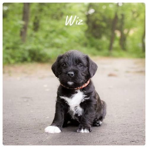 Wiz
