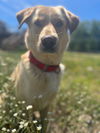 Jax