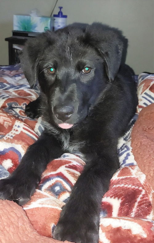 Jovi