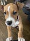 Fido