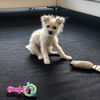 Romeo