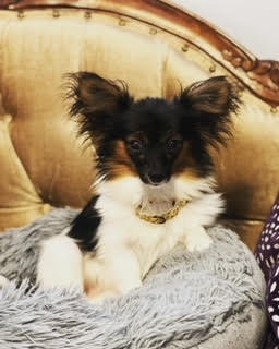 Gizmo
