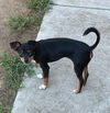 Roxie