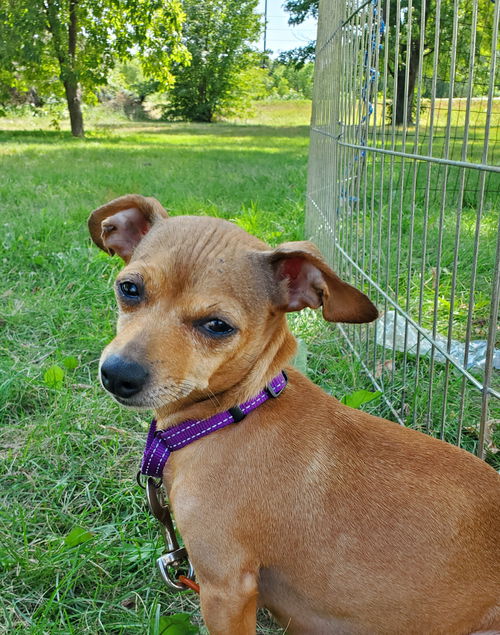 Peanut