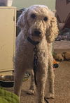 Charlie
