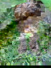 Ranger