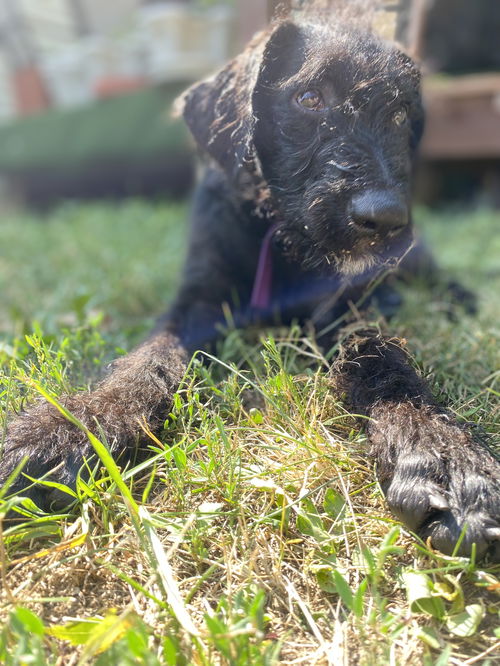 Rex