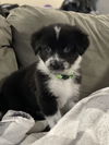 Jameson