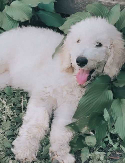 Ellery