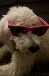 Ellery