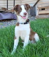 Willow Bean