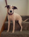 Kallie