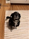 adoptable Dog in minneapolis, MN named Sebastian