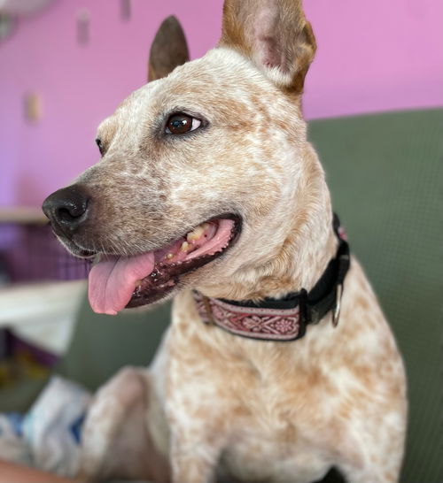Penelope