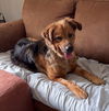 Macey