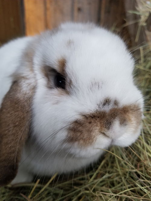 Willow