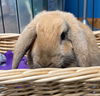 Coco (bonded with Brownie)