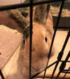 Brownie (bonded with Coco)